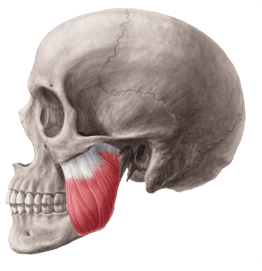 çene botoksu masseter botoksu için masseter kası görünümü