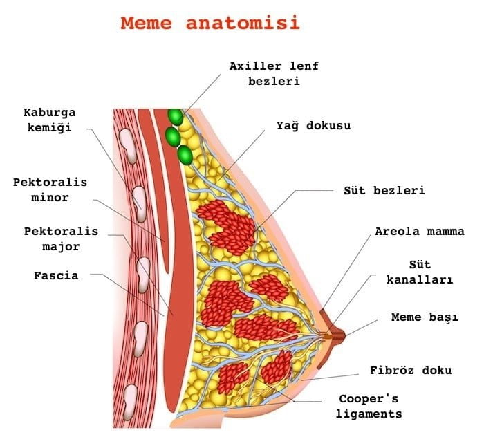 meme şekli ve anatomisi emzirme sorunu