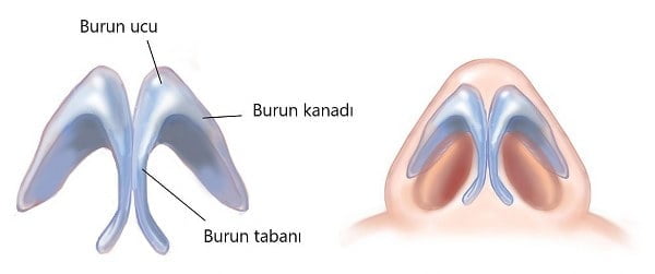asimetrik burun delikleri
