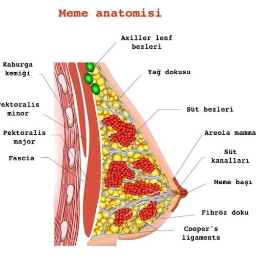 meme şekli ve anatomisi emzirme sorunu